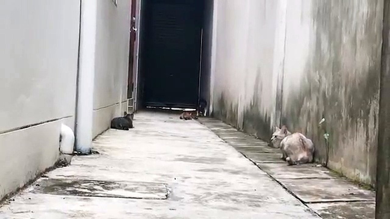 Un chat intouchable : Il arrive à bien gérer sa situation délicate face aux autres chats !