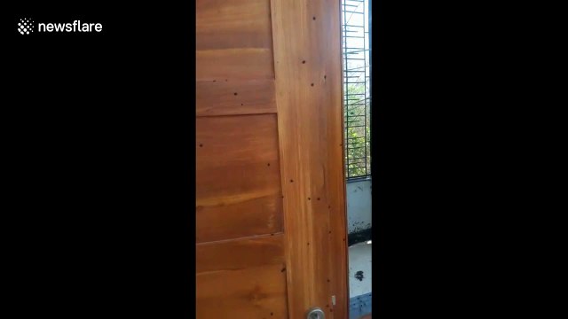 Residents in India flee homes to escape thousands of stink bugs