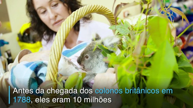 Em defesa dos coalas