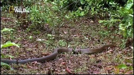 King cobra- Animal Planet Documentary - Wildlife Animals