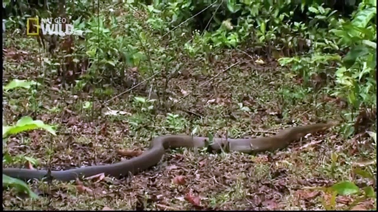 King cobra- Animal Planet Documentary - Wildlife Animals