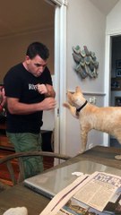 Quand tu t'entraînes à la boxe avec ton chat