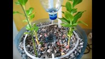 PET Bottle Aquaponics System , A Beginner How to Video on DIY Crafts and Recycling Ideas