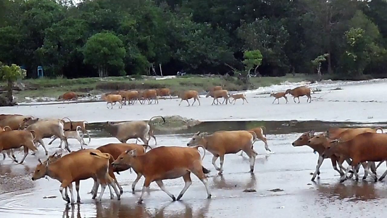 Cows Frolic on the Beach