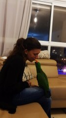 Pixel the Parrot Gives Kisses