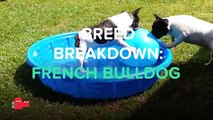 BREED BREAKDOWN: FRENCH BULLDOG