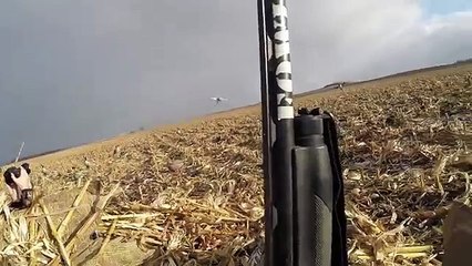 Mallard Swarm. new North Dakota Duck hunting.