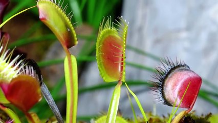True Facts : Carnivorous Plants