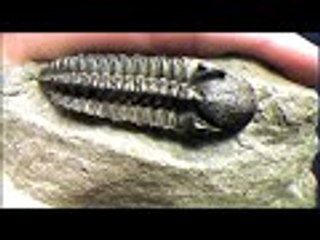 PARINAMAM പരിണാമം EVOLUTION YUKTHIVADI FREETHINKERS YUKTHIVADAM ATHEIST KERALA SCIENTIFIC MALAYALAM