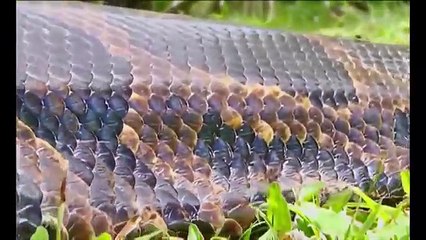 Snake Documentary Wild Animal Documentary- Big Python - ANACONDA the king of Snake