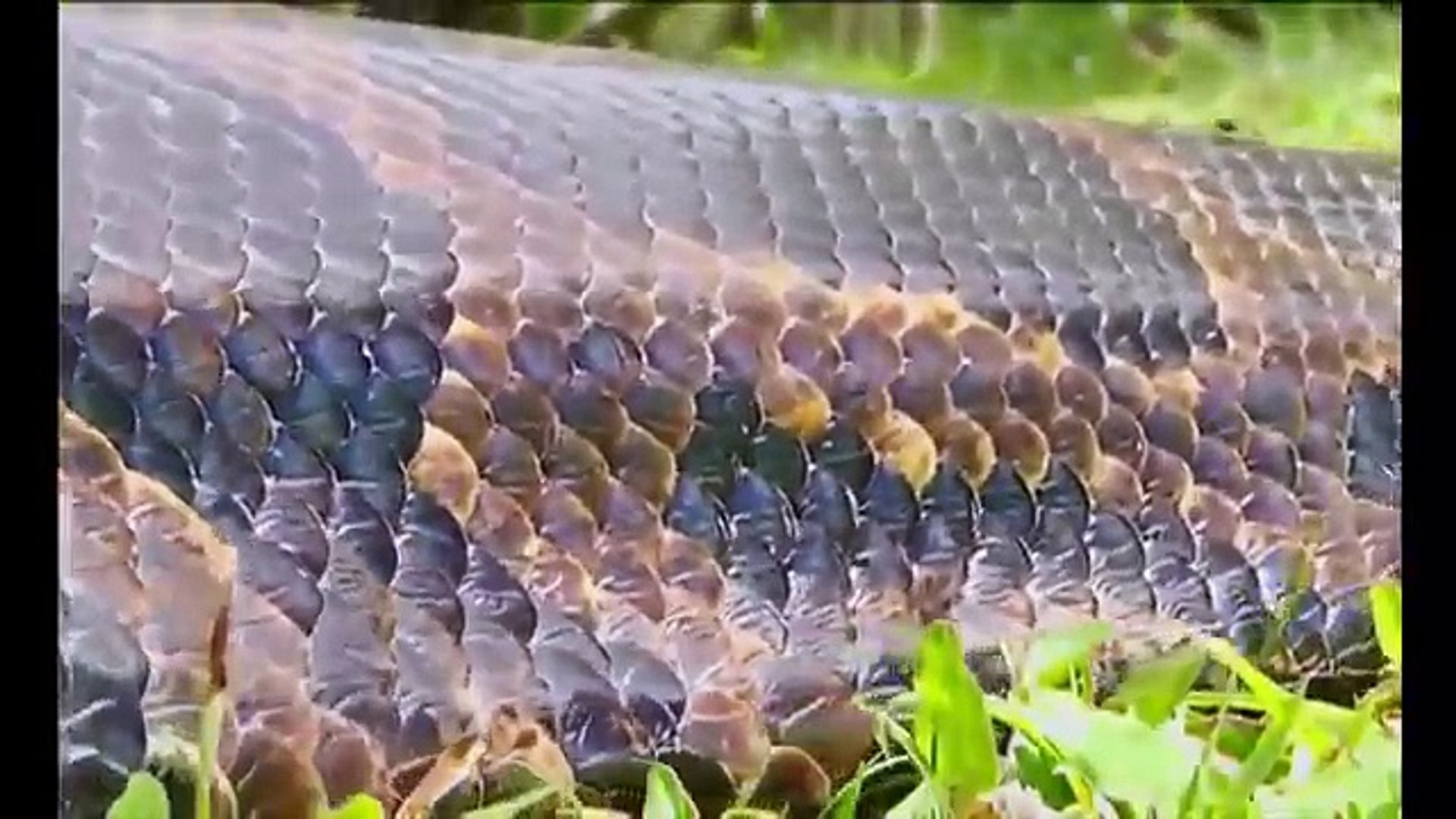 ⁣Snake Documentary Wild Animal Documentary- Big Python - ANACONDA the king of Snake