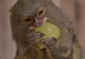 Relatable: Tiny Monkeys Cram Delicious Treats Into Their Mouths