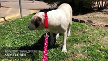 Scared Dog Dragged Into Kill Shelter By Owner Who's Abandoning Him. His Reaction Will Break Your...