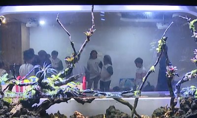 Kemah Akuarium Kini Bisa Dilakukan di Jakarta!