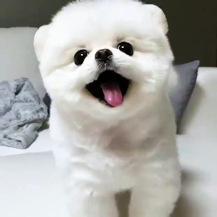 Amazing white puppy