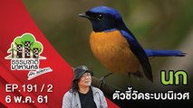 นก ... ตัวชี้วัดระบบนิเวศ | EP.191/2 | ธรรมชาติมาหานคร | 6 พ.ค. 61 | NEW18 | ช่อง 18