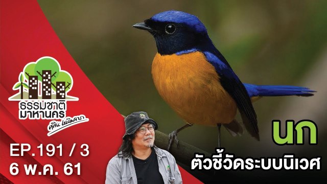 นก ... ตัวชี้วัดระบบนิเวศ | EP.191/3 | ธรรมชาติมาหานคร | 6 พ.ค. 61 | NEW18 | ช่อง 18