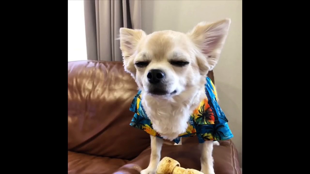 チワワの銀さん サマーカット？ おしゃべりペット