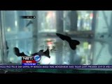 Kontes Ikan Guppy Pertama di Yogyakarta - NET 10