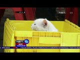 Posyandu Khusus Kucing di Kabupaten Karanganyar - NET 10