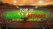 Top 10 Animals Attacks in Cricket |Shocking Moments