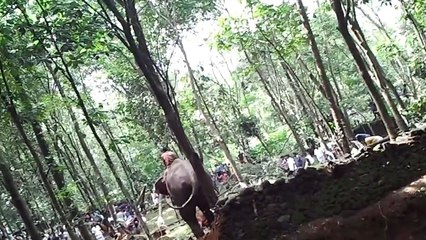 A Man unbelievable escape from an Angry Elephant...!!!!!