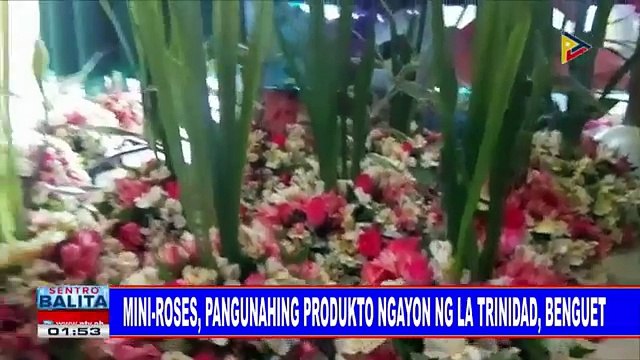 Mini-roses, pangunahing produkto ngayon ng La Trinidad, Benguet