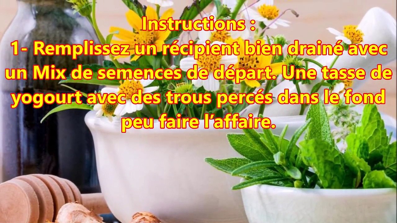 Voici comment faire pousser l'oreille d'ours pour avoir des bandages antibactériens
