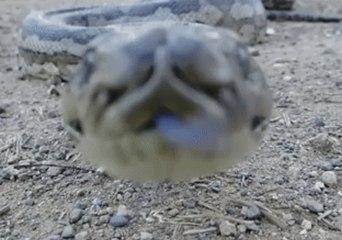 Python Lunges at Camera in Mackay, Queensland