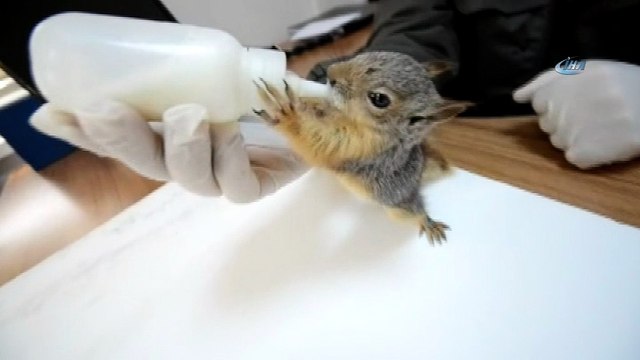 Anneleri ölen sincap yavrularına Orman ve Su İşleri Bakanlığı sahip çıktı