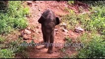 Unusual piggyback ride - carrying a baby elephant on the shoulders