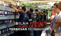 Kontes Ikan Guppy Terbesar Ada di Yogyakarta