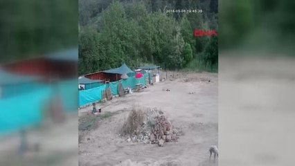 Edirne 'Can Evi'nde Vahşet; Yavru Köpekleri Öldürüp, Kulübelere Zarar Verdiler