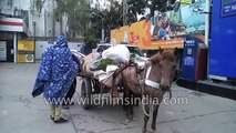 Horse-drawn Cart at Petrol Pump - gas station in New Delhi : mule power or fuel power?