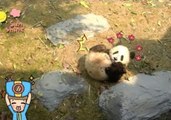 Adorable Panda Cub Shows Off His Rolling Skills