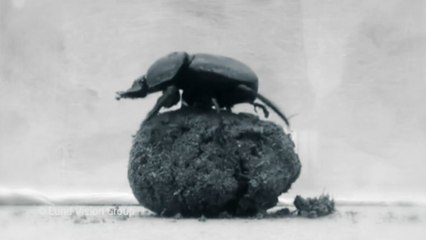 A pesquisa para desenvolver um robô-besouro