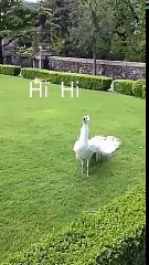 Amazing Peacock Video--Kids  video--Keep Your Baby Busy--new Whatsaap Interesting Video