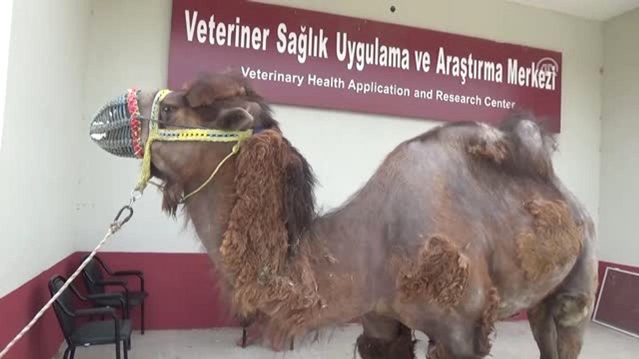 Gözleri Görmeyen Güreşçi Deveye Katarakt Ameliyatı