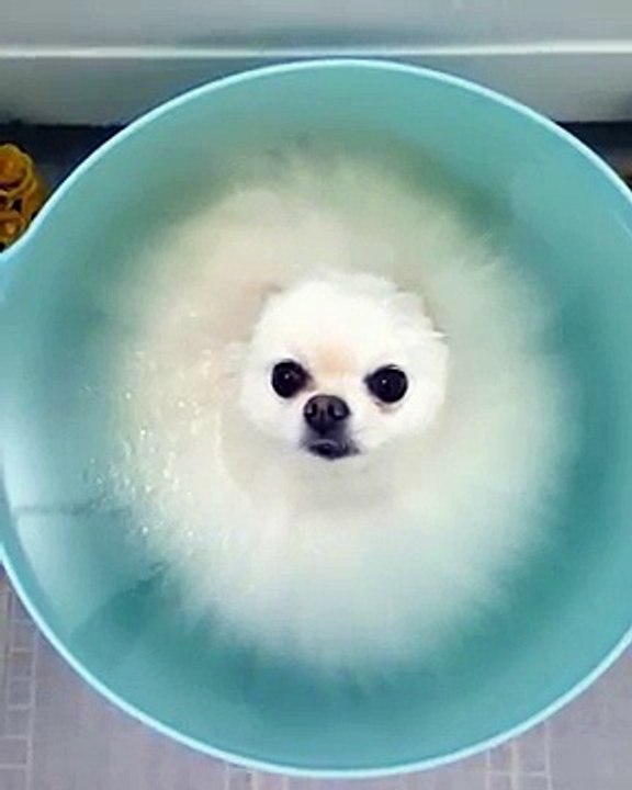Un Loulou de Poméranie prend son bain