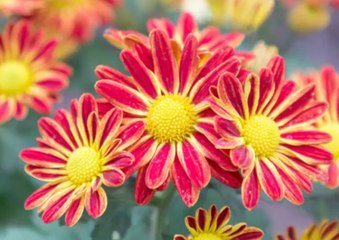 Ζώδια Σήμερα 8/5: Αισιοδοξία και καλοπέραση σε σημείο υπερβολής