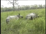 One horned rhinos mating at Kaziranga Park