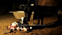 Baby cow trying to stand up for first time, after birth!