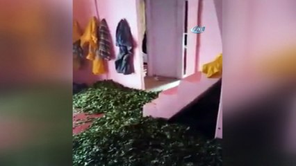 Çayını güneşten korumak için evine serdi