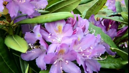 Karadeniz,  Yaylarında Orman Gülleri Açık, Ortaya Muhteşem Görüntüler Çıktı