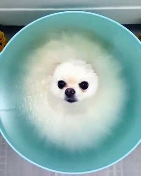 Ce chien gonfle quand il prend son bain !