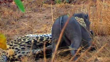 Leopard vs Warthog  Intense Battle | Leopard Killing And Eating Screaming Warthog | Most Amazing Wild Animal Attack Video 2018
