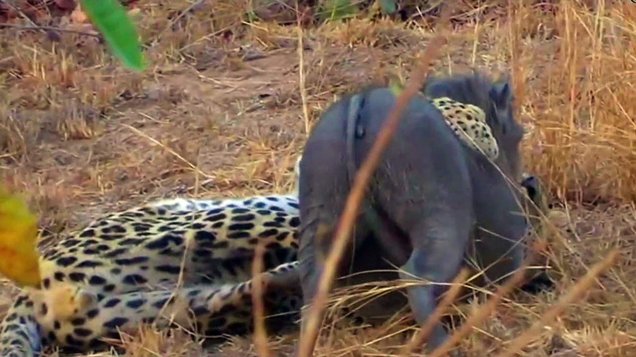 Leopard vs Warthog  Intense Battle | Leopard Killing And Eating Screaming Warthog | Most Amazing Wild Animal Attack Video 2018