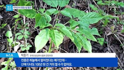 [뉴스터치]지리산서 100년 넘은 산삼…값은 얼마?