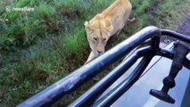 Cats will be cats! Lioness jumps on safari vehicle bonnet