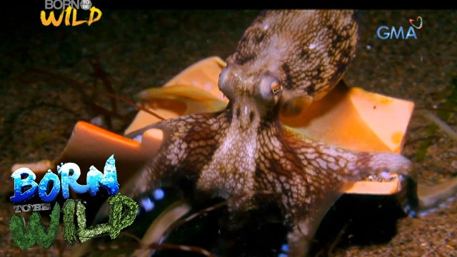 Born to Be Wild: Octopus, the escape king